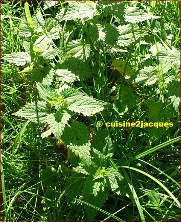 Cake  aux  orties